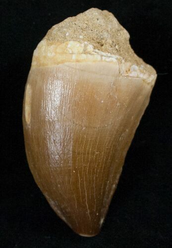 Mosasaur (Prognathodon) Tooth #13782